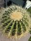 Preview: Ferocactus grusonii